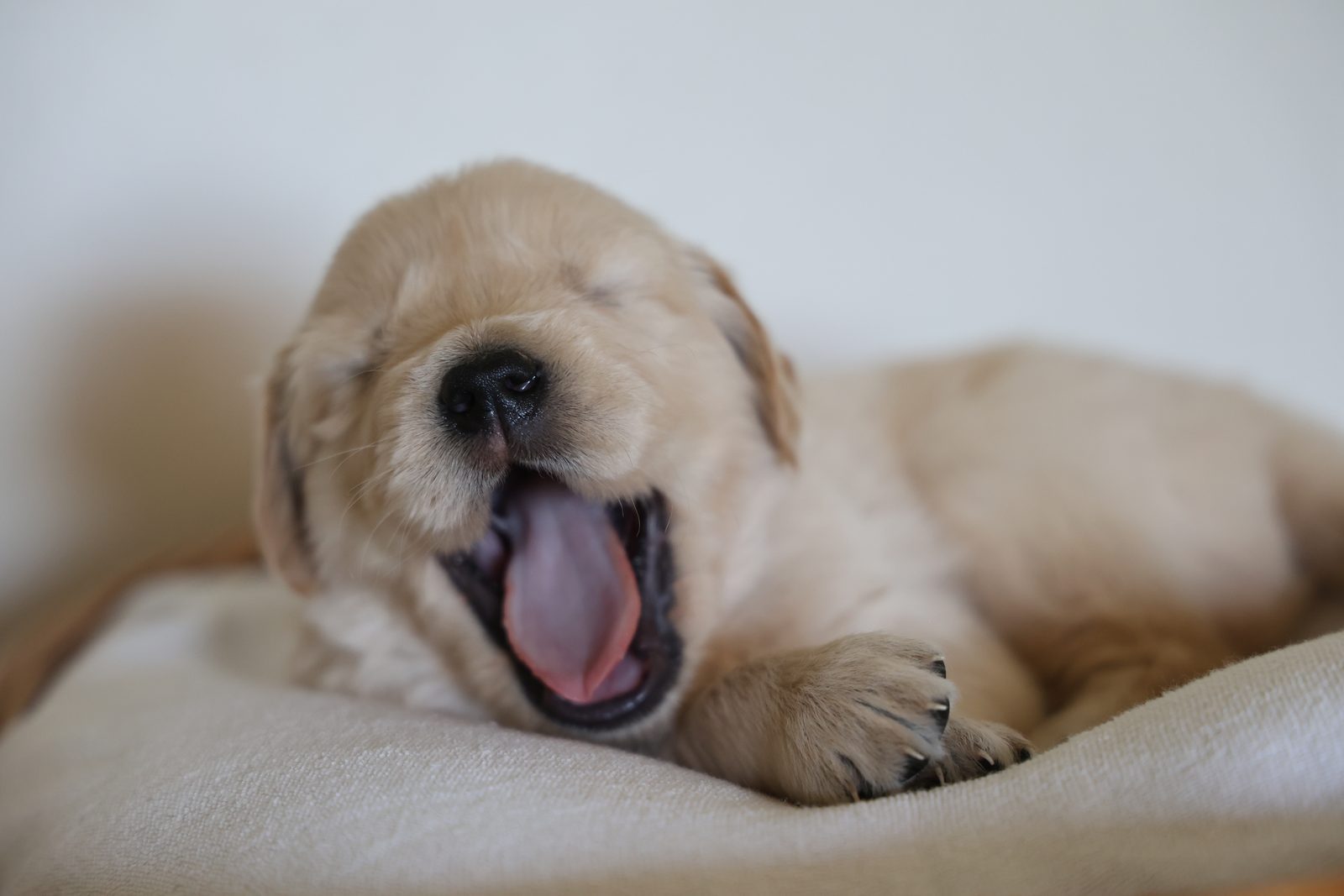 Puppy mid-yawn on a blanket
