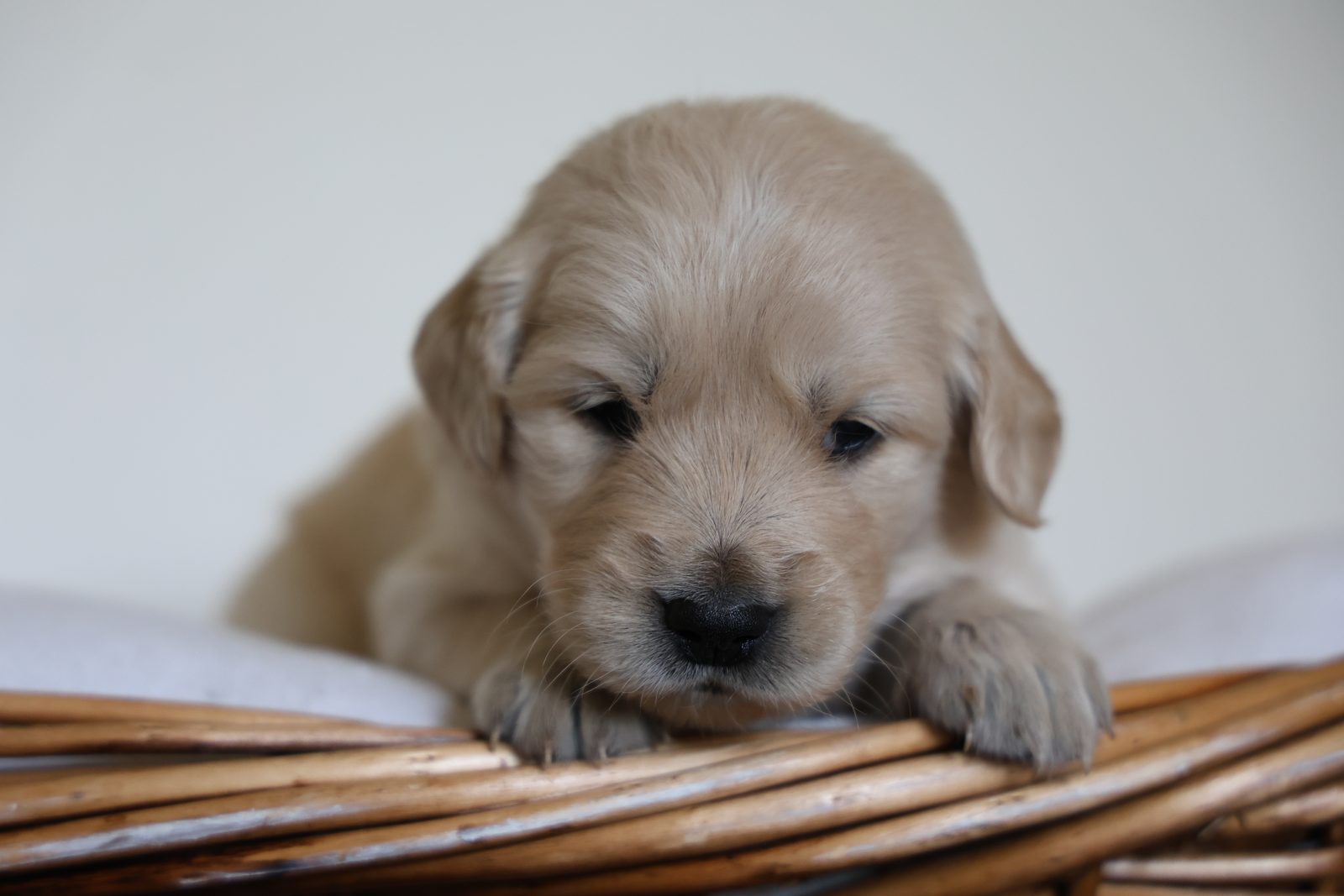 Light golden puppy resting on a basket rim