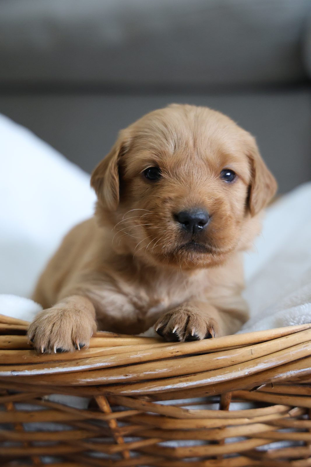 Red-gold puppy with paws on a basket