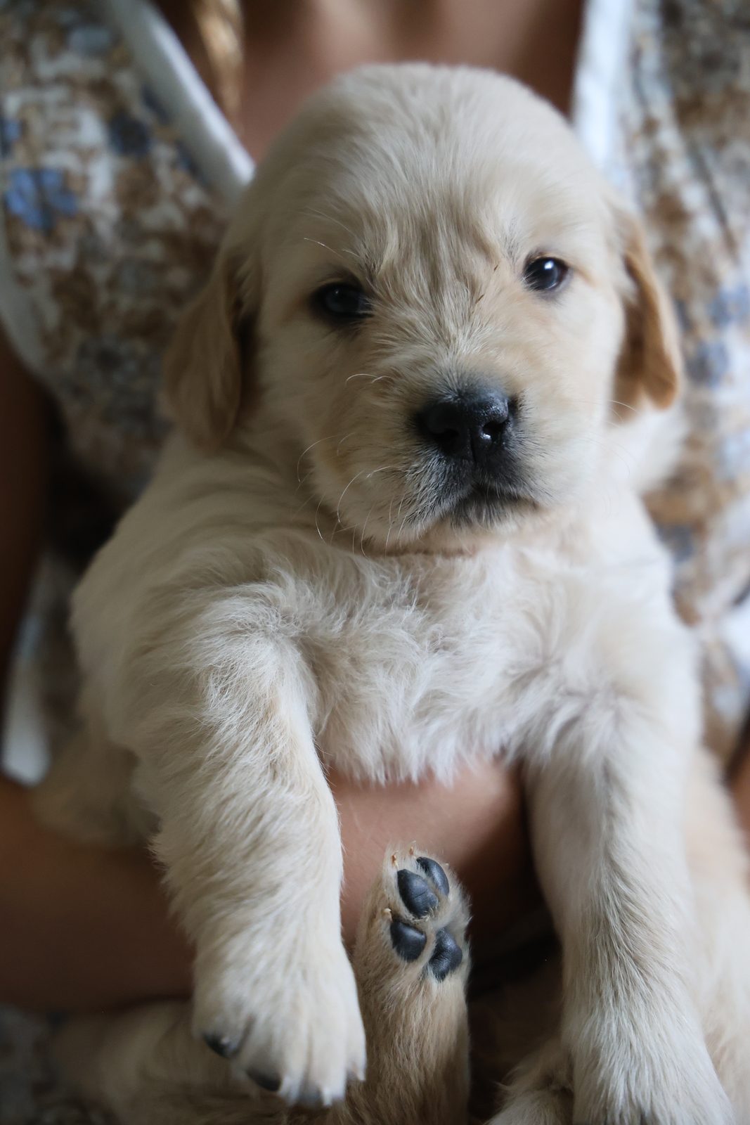 Cream puppy held up to the camera