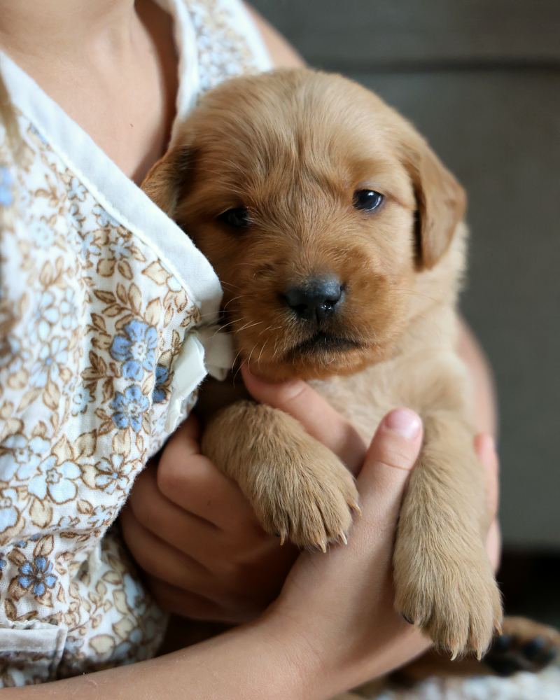 A child cuddling a red-gold puppy