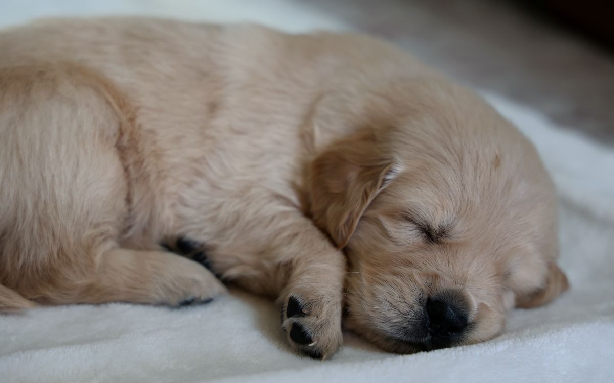 Golden retriever puppy asleep on a soft white blanket